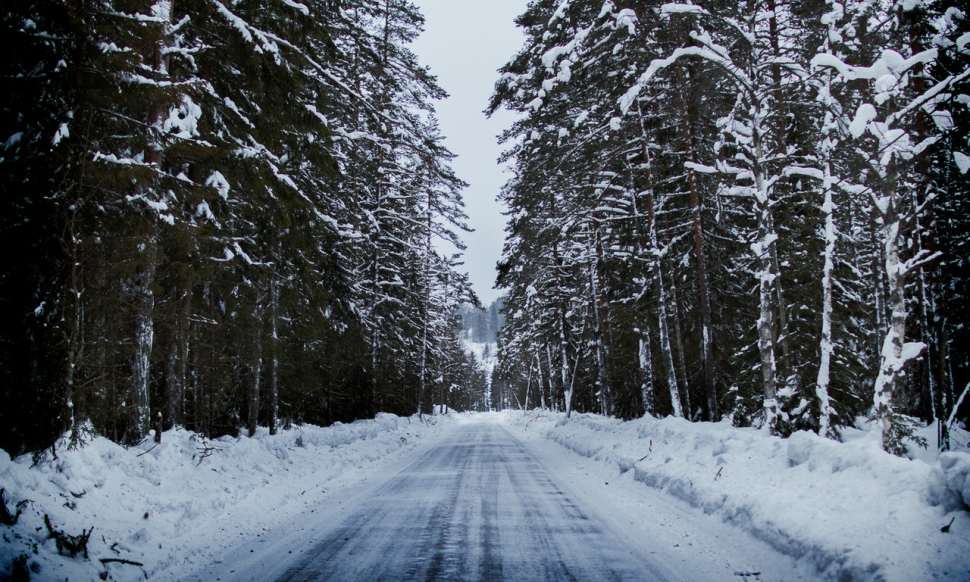 snowy road inbetween a forest of tall trees